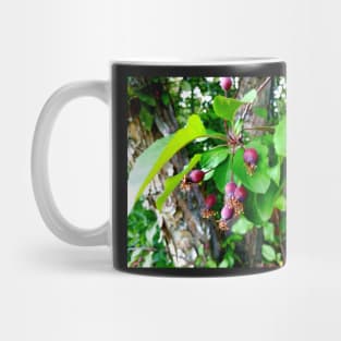 Crab Apple Buds Mug